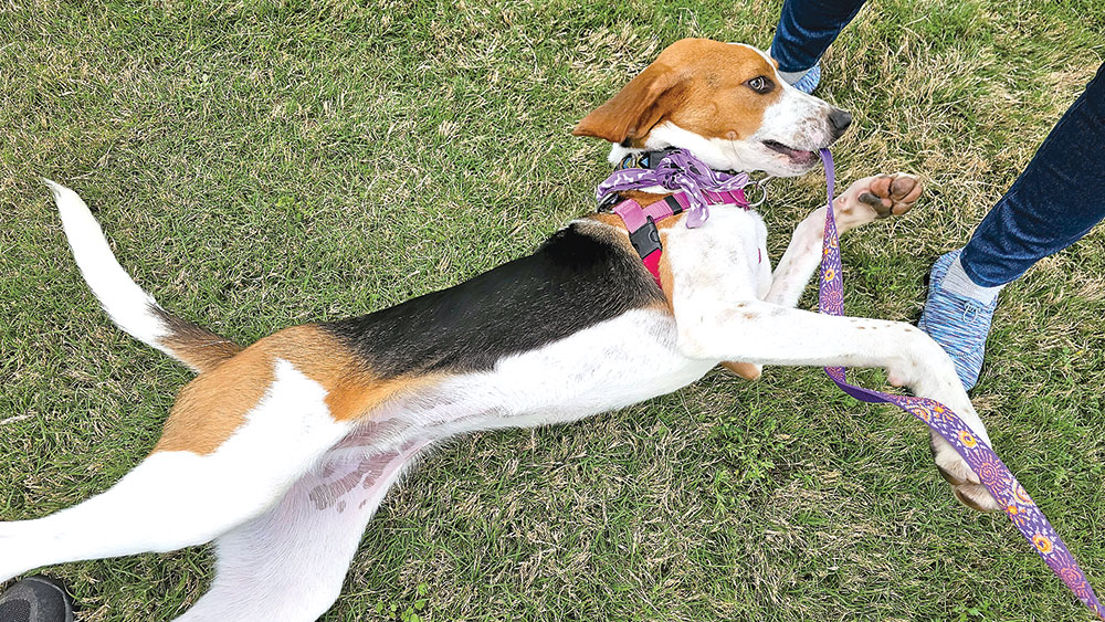 MC Animal Shelter, Pet Friends keep busy with caring for pets • SSentinel.com