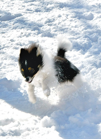 snow-dog
