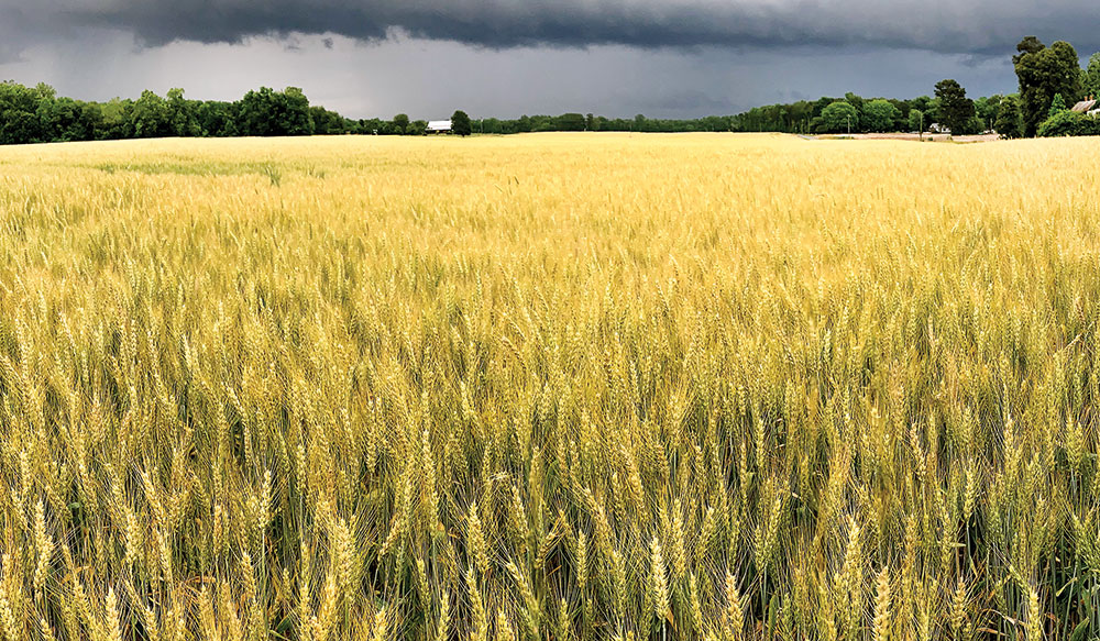 farmland