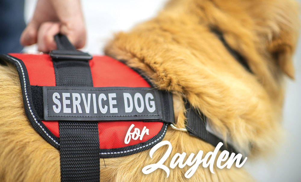 service-dog
