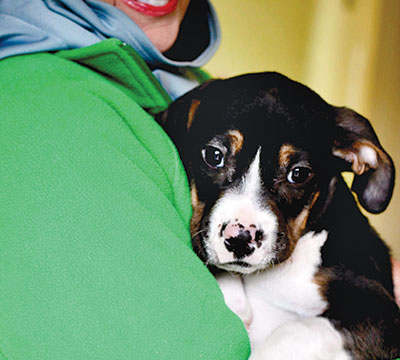 Bandit recovered from parvo and was adopted