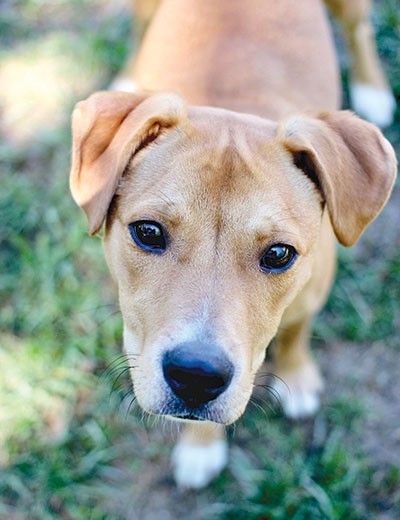 Rusty recovered from parvo