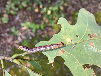 caterpillar