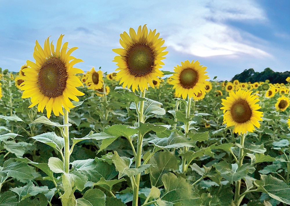 sunflowers