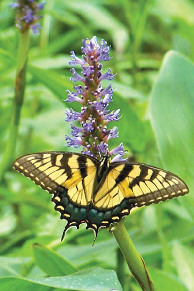 Pastor-palmer-butterfly