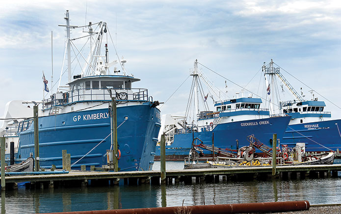 menhaden