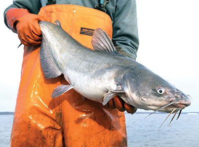 blue catfish