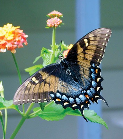 pastor-palmer-butterfly